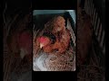 3° Ninhada de pintinhos Bico curto Crista ferrão 🐓🖤 #animal #chicken #roça #musica #vidanaroça
