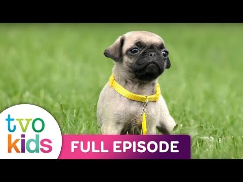 Cutie Pugs The Frog Full Episode