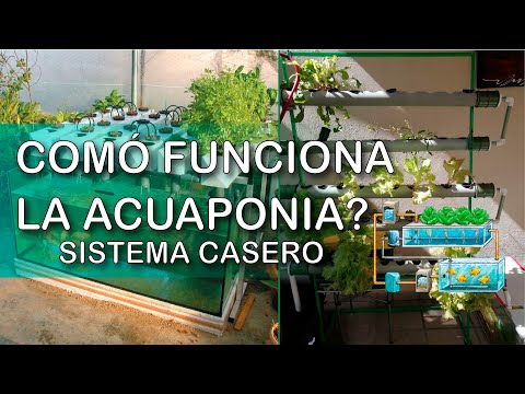 Video: ¿Qué es la acuaponia? Aprenda sobre el cultivo de plantas acuapónicas