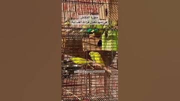 #سورة_التكاثر #قرآن #العراق #اكسبلور #طيور #البادجي #العراق #quran #birds #budgies #lovebirds #usa