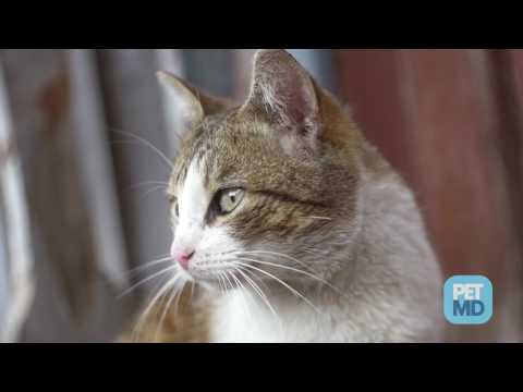 Video: Sådan behandles kampsår på en kat: 14 trin (med billeder)