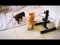 Russian Toy Israel puppies, 5 weeks - BELLTOY OSHER kennel IKC-FCI の動画、YouTube動画。