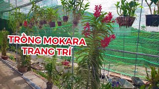 Cây giống hoa lan MOKARA giá rẻ tại Sài Gòn – Góc phố xanh