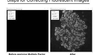 Confocal: Merging Fluorescent Images in Image J