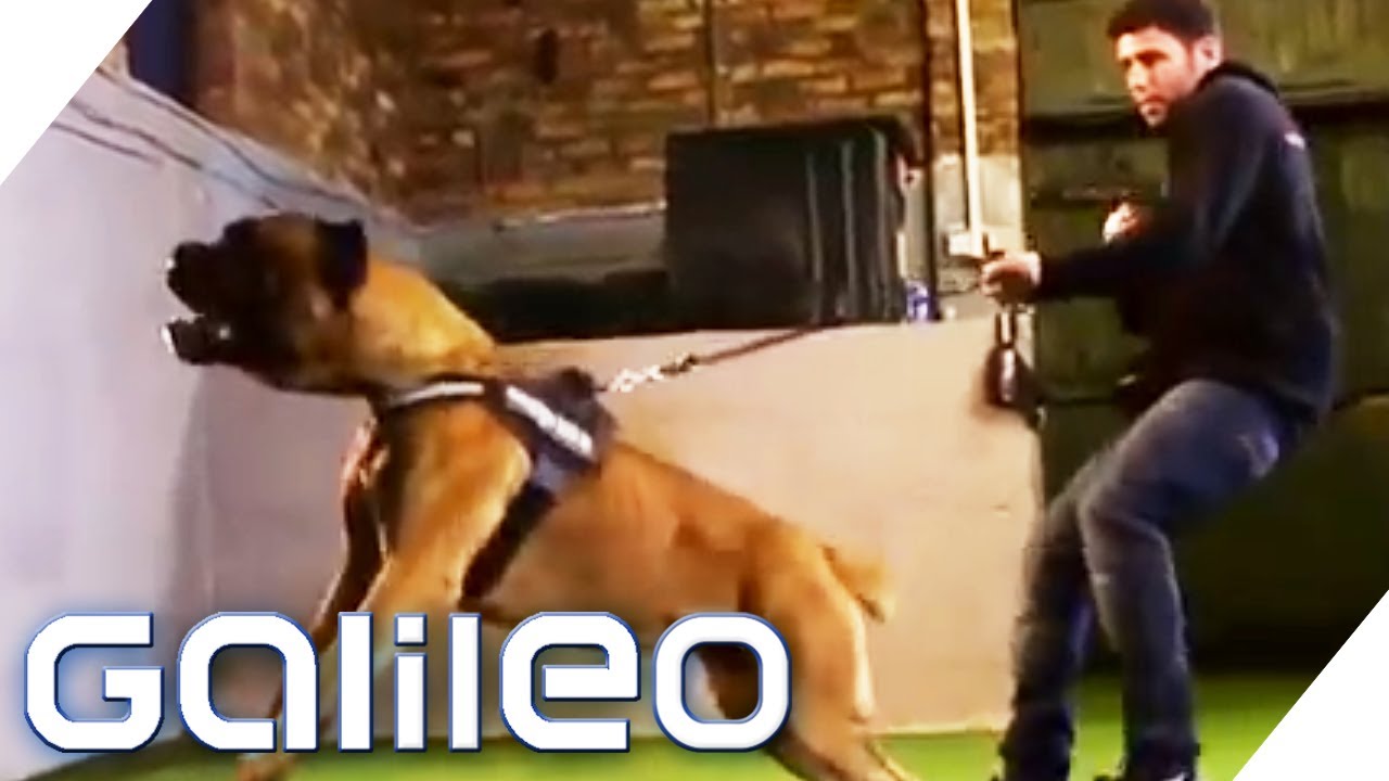 Die besten Wachhunde der Welt sind....? | Galileo | ProSieben - YouTube