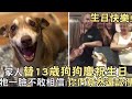 生日快樂 家人替13歲狗狗慶祝生日 牠超開心一臉不敢相信 你們竟然還記得 生日快樂 家人替13歲狗狗慶祝生日 牠超開心一臉不敢相信 你們竟然還記得