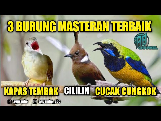 Cucak cungkok || cililin || kapas tembak || 3 burung masteran terbaik class=