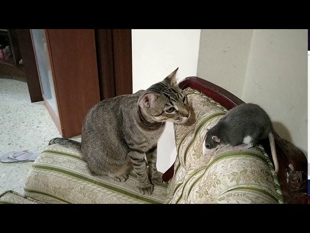 Кто лучше, кот или кошка? Кого выбрать