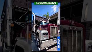 Una Joyita Bien Pulida Dina Torton Fomaosos Cachetones Tortoneros Perrones Papa