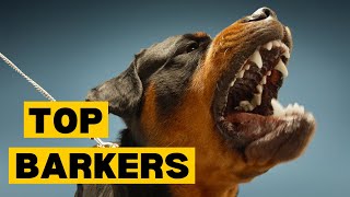 Top 10 Dog Breeds that BARK the Most by Planet of Predators 1,635 views 1 month ago 2 minutes, 46 seconds