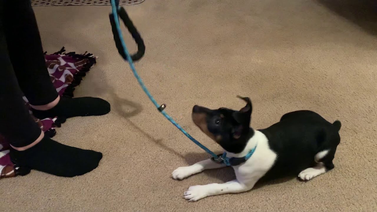 How To Train Your Rat Terrier