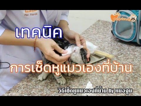 เทคนิคการเช็ดหูแมวเองที่บ้าน By หมอจูน Pet friends