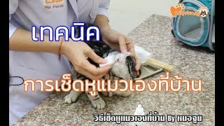 เทคนิคการเช็ดหูแมวเองที่บ้าน By หมอจูน Pet friends