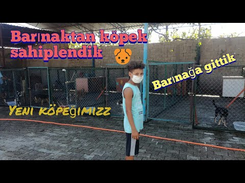 Video: Barınak Köpekleri İçin Irk Kimliği Faydalıdır