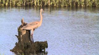 Great Blue Heron Flight