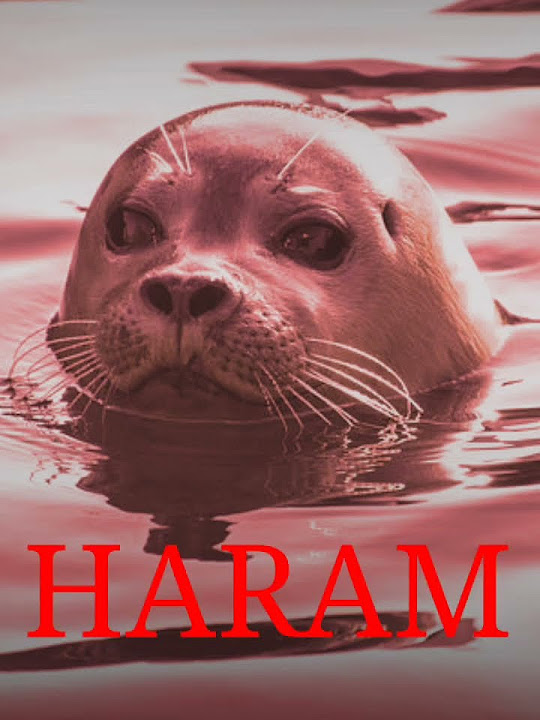 Is Bearded Seal Halal Or Haram To Eat In Islam YouTube is-bearded-seal-halal-or-haram-to-eat-in-islam-youtube