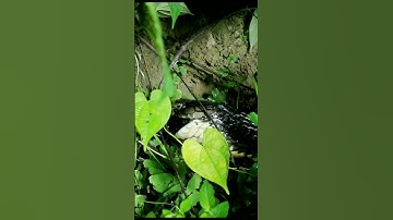 KING COBRA IS SWALLOWING MASSIVE PYTHON || #hemmahato #shorts #youtubeshort #short #kingcobra #viral