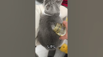 水を嫌う猫