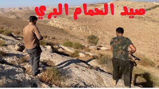 صيد الحمام البري في الاردن  Wild pigeon hunting in Jordan