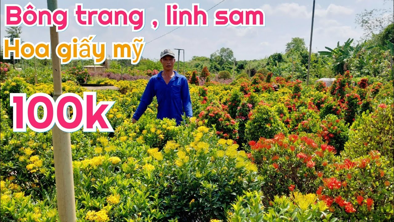 24/4 ☎️ NGUYỄN DANH 0774004020 BÔNG TRANG, LINH SAM, BÔNG GIẤY MỸ CÁC ...