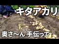 【春ジャガイモ】他より早く枯れてきたキタアカリを先行して収穫してみた結果