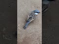 Chidiasparrow playing