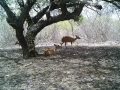 Um casal de veado catingueiro e o filhote consumindo frutos do imbuzeiro