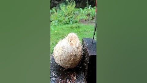 Removing coconut meat from fresh shell