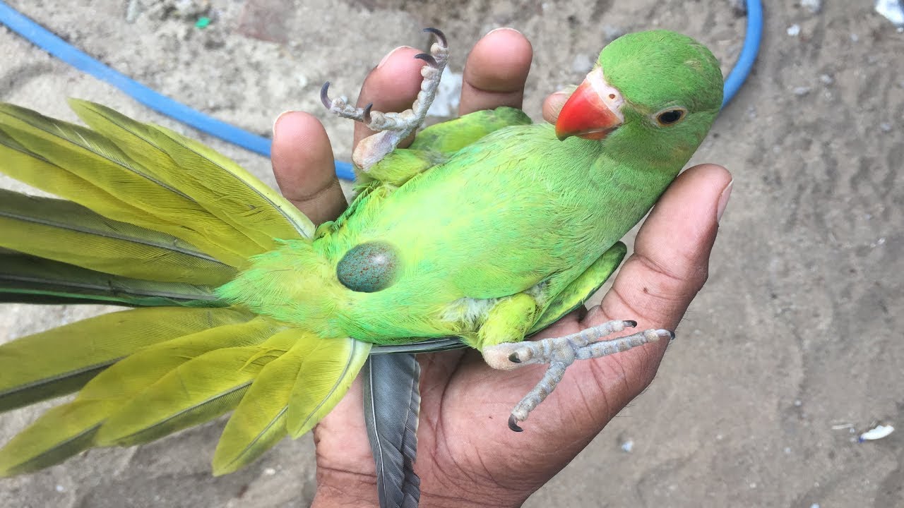 green parrot and munia birds and duck in one cage in life style ...