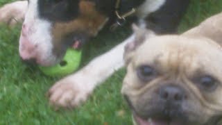 Wet, Wet Wet Roscoe & Roxy English Bull Terrier & French Bulldog.