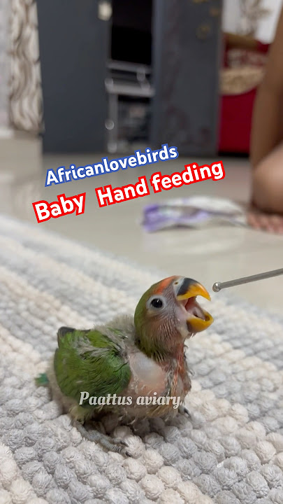Africanlovebirds baby#shortsfeed #youtubeshorts #viralvshorts
