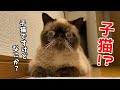 生後10ヶ月になったエキゾチックショートヘアの子猫がこちらです。