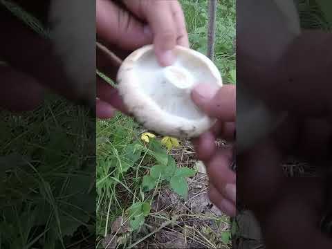 Белый, Сухой, Груздь.