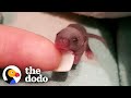 Baby Mouse Gets A Tiny House And Mini Cupcakes | The Dodo Little But Fierce