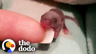 Baby Mouse Gets A Tiny House And Mini Cupcakes | The Dodo Little But Fierce