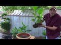 Transplanting Canna Lilies Weekend Warrior Ep 2  TLT