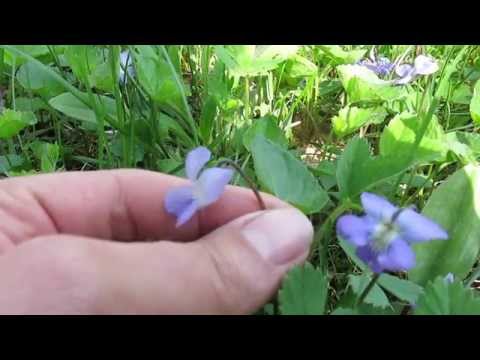 Vidéo: Fleur De Vallot (35 Photos) : Soins Et Culture à Domicile, Description De L'espèce : Belle, Violette. La Vallotte Fleurie (zitantus)