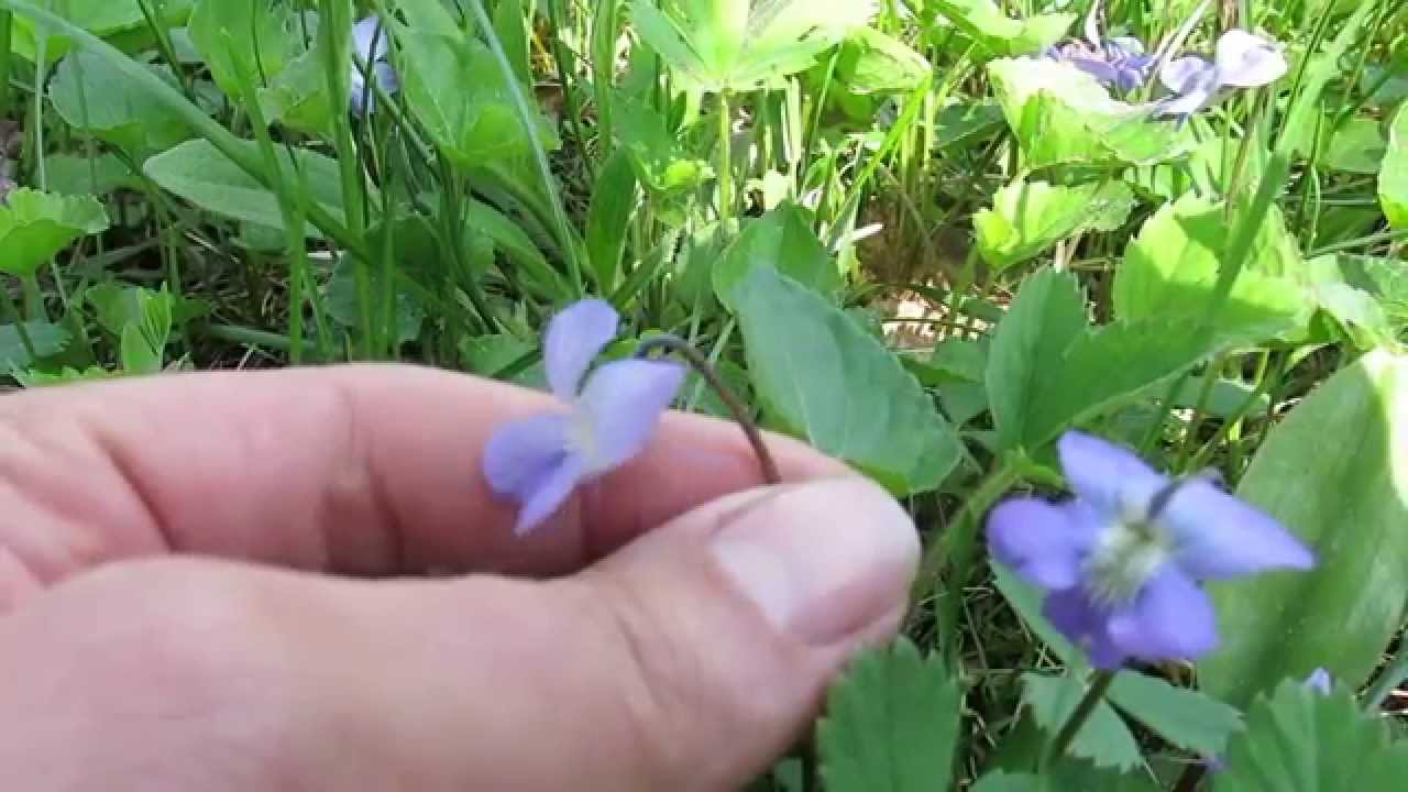 Découvrez la violette ! Magnifique plante médicinale. - thptnganamst.edu.vn