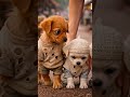 puppy and puppy ka sister 🤩♥️ #puppy #and #puppyka #sistar