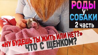 Щенок не дышит 4 минуты. Можно ли было спасти ? Роды у собак. 2 часть.