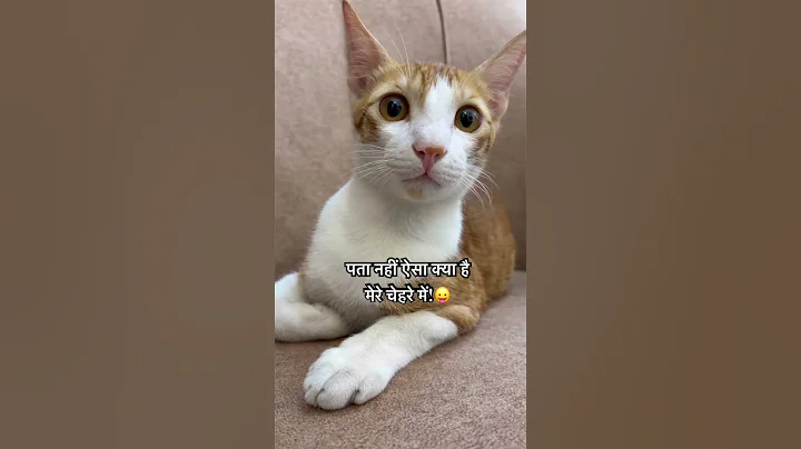 I love me😭 #funny #comedy #love #memes #cat #viral #fyp #comedy