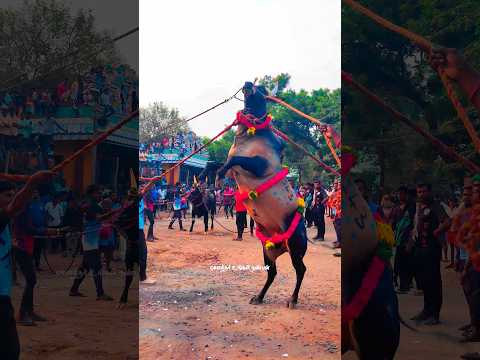 ❤️‍🔥143 ❤️‍🔥Kangayam Kaalai