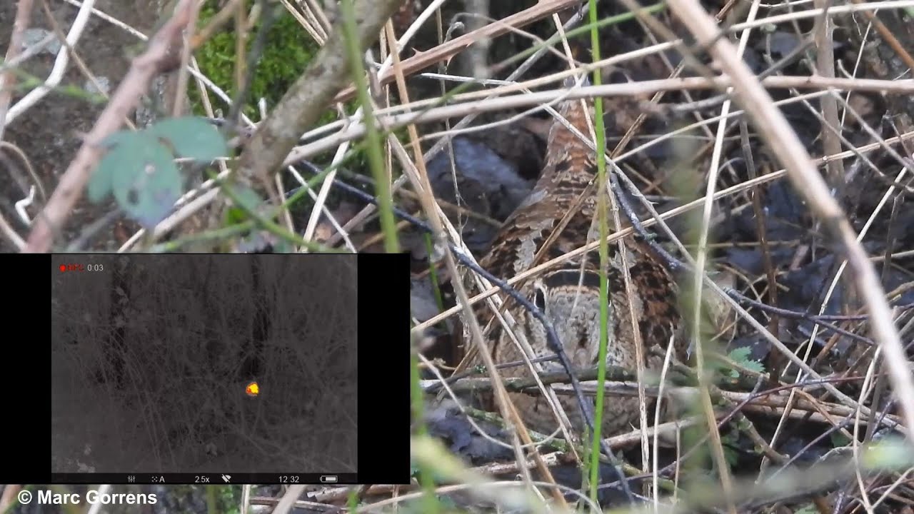 Houtsnip ontdekt met warmtekijker Kleine Netevallei Varenheuvel Nijlen 20 feb 2022