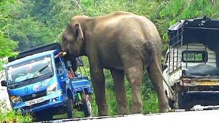 While one lorry escaped,another lorry was attacked by an elephant