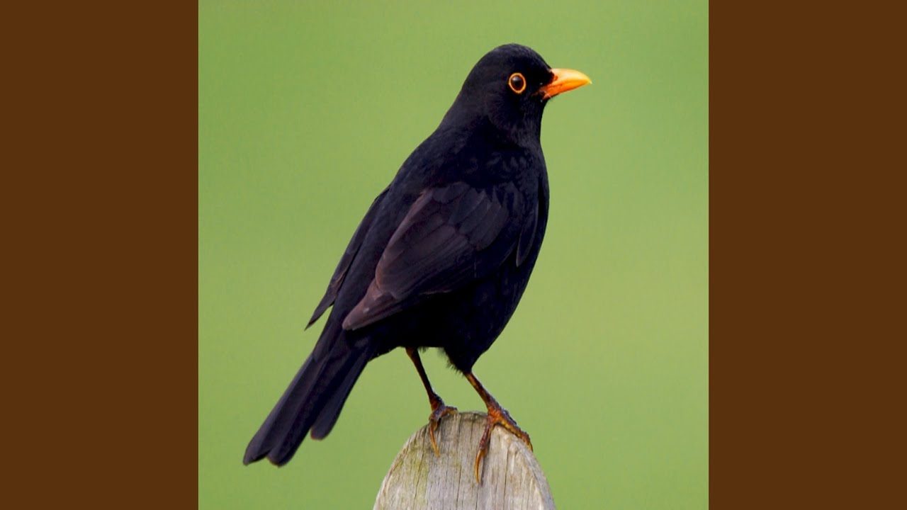 Watch Black Bird on YouTube Watch Black Bird on YouTube