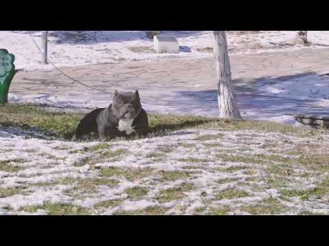 สายโหด....อเมริกันบูลลี่ (american bully)