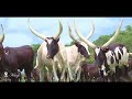 President Museveni At His Farm The Beautiful Ankole Cattle