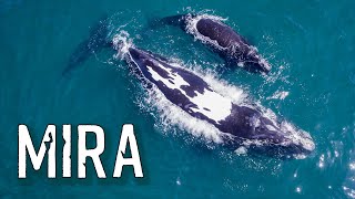 Mira -Whale with the White Blaze (4K)