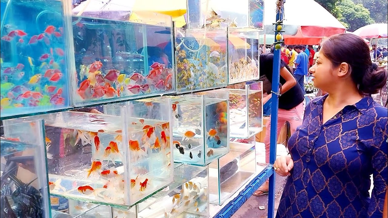 galiff street fish market kolkata visit 18/06/2023 aquarium fish