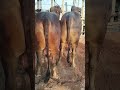🥰😍❤️Mashallah #video #viral